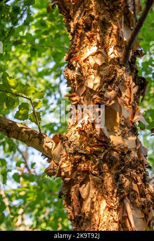 Nahaufnahme der Textur-Ansicht der schönen zerklüfteten Rinde auf dem Stamm einer auffälligen Flussbirke (betula nigra) in spätem Sonnenlicht Stockfoto