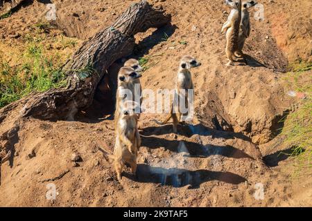 Gruppe von vier Erdmännchen, Suricata suricatta, die auf einem Hügel stehen und die Morgensonne genießen und nach Feinden schauen. Erdmännchen stehen auf Hinterbeinen w Stockfoto