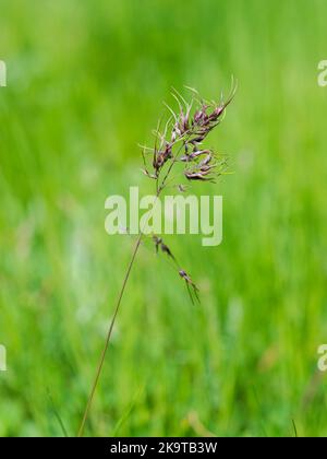 Blüten von bauchigen Blaugras, POA bulbosa. Foto aufgenommen in Guadarrama Mountains, La Pedriza, Madrid, Spanien Stockfoto