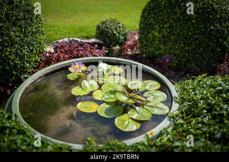 Eine einzige Seerose in einem Pool in den Gärten des Grand Palace in Bangkok, Thailand. Stockfoto