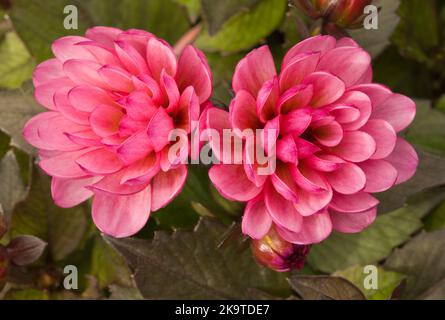Miniatur-Dahlie 'Piccolo' dunkelrosa Stockfoto