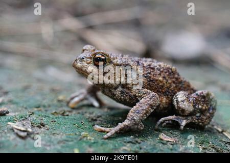 Eine Erwachsene Common European Kröte, Bufo Bufo sitzt auf dem Boden im Garten Stockfoto