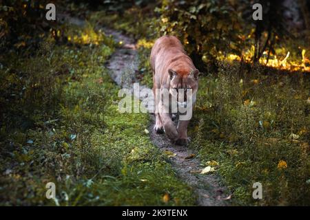 Schöner kanadischer Puma in einem Herbstwald. Wildlife America. Amerikanischer Großkatzencougar - Berglöwe. Wilde Großkatze spaziert im Wald, Szene in der Stockfoto