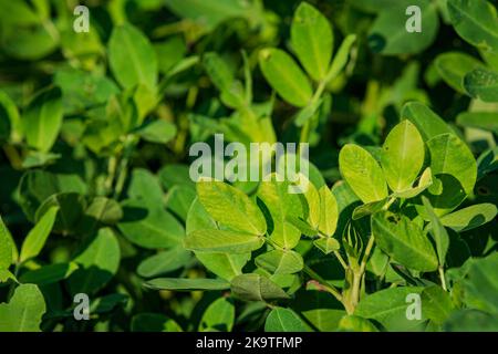 Landwirtschaftliche Hintergründe von Erdnusspflanzen (Arachis hypogaea) aus der Nähe. Stockfoto