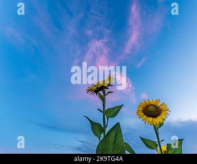 Low-Angle-Ansicht von zwei Sonnenblumen (Helianthus annuus) mit bunten rosa Wolken vor einem blauen Himmel Hintergrund mit negativem Raum. Stockfoto