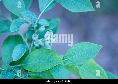 Unreife Heidelbeeren (Vaccinium simulatum) auf einem Zweig mit unfokussierten Hintergrund. Stockfoto