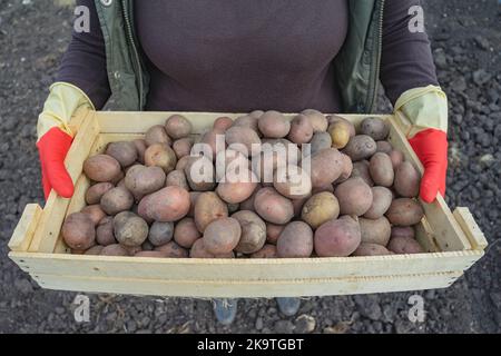 Kartoffeln Pflanzen, Holzkiste mit Kartoffeln. Frau in Gummihandschuhen hält eine Schachtel Kartoffeln in den Händen und bereitet sich auf die Pflanzung vor Stockfoto