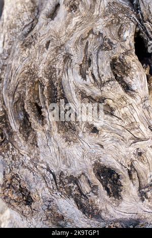 Alte Rinde eines Olivenbaums. Schöne abstrakte anmutige Oberflächenstruktur der Rinde einer Pflanze. Schönheit der Natur Konzept. Hochwertige Fotos Stockfoto