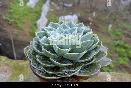 Nahaufnahme der blühenden Echeveria-Pflanze mit Spinnweben und Regentropfen Stockfoto