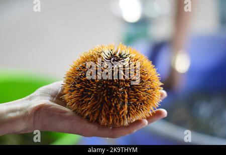 Nahaufnahme der Hand mit einem frisch gefangenen Seeigel mit orangen Stacheln Stockfoto