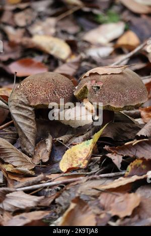 Zwei rot-knackende Bolete in dichtem Laub Stockfoto