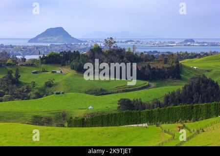 Blick auf den Mount Maunganui, Neuseeland, von einem Bauernhof in den umliegenden Hügeln Stockfoto