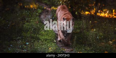 Schöner kanadischer Puma in einem Herbstwald. Wildlife America. Amerikanischer Großkatzencougar - Berglöwe. Wilde Großkatze spaziert im Wald, Szene in der Stockfoto