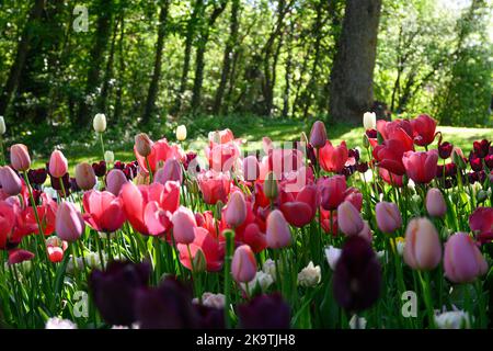 Blühende Tulpen im April in einem privaten italienischen Garten. Wissenschaftlicher Name Tulipa. Stockfoto