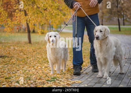 Ein nicht identifizierter Mann geht mit zwei Hunden auf einem Pfad in einem Herbstpark. Platz für Text. Stockfoto