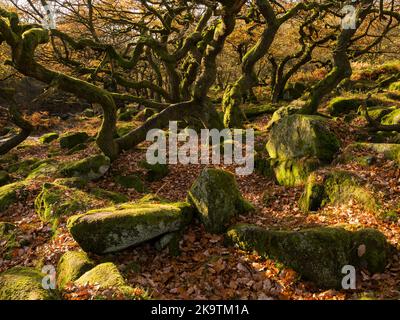 Padley Gorge Peak Distrcit Derbyshire Stockfoto