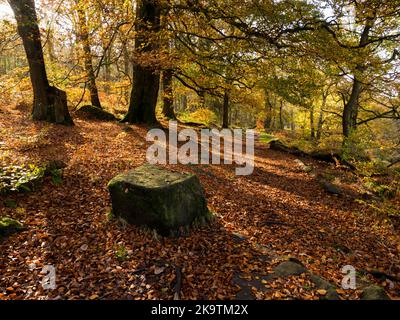 Padley Gorge Peak Distrcit Derbyshire Stockfoto