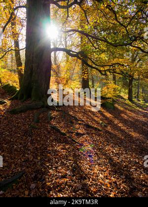 Padley Gorge Peak Distrcit Derbyshire Stockfoto