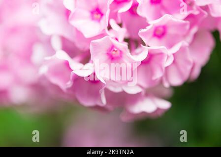 Gartenphlox. Phlox paniculata, helle Sommerblüten. Blühende Phlox-Äste im Garten an einem sonnigen Tag. Weicher, unscharfer selektiver Fokus. Stockfoto