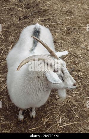 Weiße Hausziege oder Capra hircus. Draufsicht Stockfoto