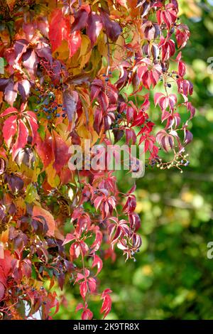 Wildrebe (Vitis vinifera subsp. Sylvestris) welkende Blätter, Münsterland, Nordrhein-Westfalen, Deutschland Stockfoto