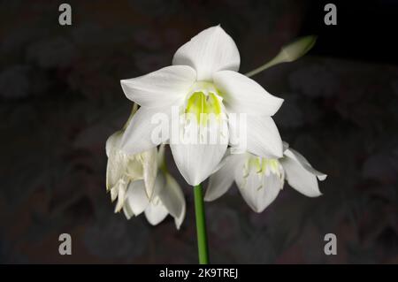 Weiße Blüten auf schwarzem Hintergrund, Eucharistia grandiflora Eucharistis amazonica , Amaryllidaceae. Stockfoto