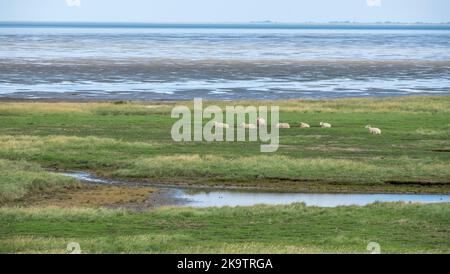 Salzwiesen mit Schafen, Föhr, Nordfriesische Insel, Nordfriesland, Schleswig-Holstein, Deutschland Stockfoto