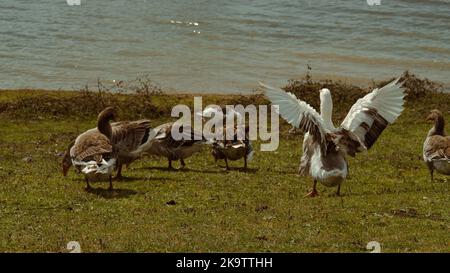 Gänse stehen in einer Gruppe am See. Die weiße Gans breitet ihre Flügel aus. Stockfoto