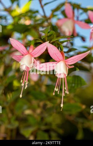 Zwei Fuchsia-Blumen hängen an einem schönen Herbsttag in einem Hertfordshire-Garten. Stockfoto