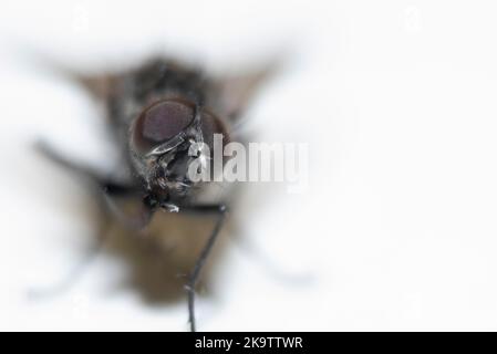 Gesichtsaugen, Kopf, gemeine Hausfliege (Musca domestica), extreme Nahaufnahme, Dänemark Stockfoto