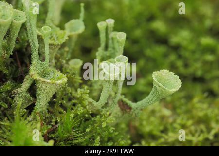 Pokalflechten (Cladonia pyxidata), Moos, Gruppe, Detail, Mikrokosmos, Makro, trichterförmig, grün, monochrom, Becherflechte, Cladonia, Cladonia, Crustose Stockfoto