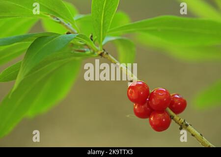 Mezereon (Daphne mezereum) in Obststand, Früchte, Beeren, fünf, rot, Zweig, Detail, Natur, daphne, Pflanze, Wispertal, Taunus, Hessen, Deutschland Stockfoto