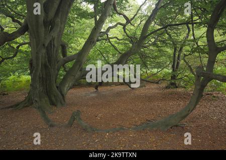 Buche (Fagus sylvatica) im Urwald Sababurg, Boden, bizarr, knorrig, alt, Urig, hautenbuche, Wurzeln, Baumstamm, Wald Stockfoto