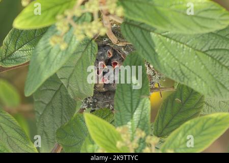 Fünf junge europäische Goldfinken (Carduelis carduelis) im Nest, jung, Schnabel, offen, brüten, Blick von oben, Wiesbaden, Taunus, Hessen, Deutschland Stockfoto