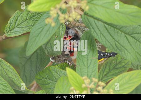 Europäischer Goldfink (Carduelis carduelis) im Nest mit erwachsenem Vogel, Jungvögel, Küken, Brut, Blick von oben, Wiesbaden, Taunus, Hessen, Deutschland Stockfoto