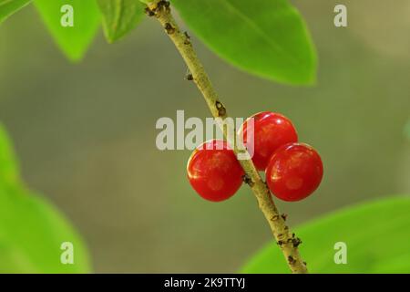 Mezereon (Daphne mezereum) in Obststand, Früchte, Detail, Beeren, drei, Rot, Zweig, Natur, daphne, Pflanze, Wispertal, Taunus, Hessen, Deutschland Stockfoto