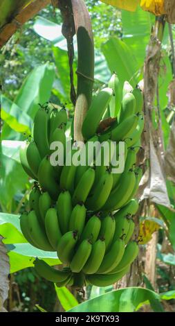 Bananen, die noch grün auf einem Bananenbaum sind Stockfoto