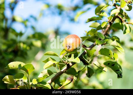 Junge grüne Äpfel aus der Nähe eines Astes im Sonnenlicht auf einem verschwommenen Hintergrund. Vitamin gesunde Lebensmittel Stockfoto