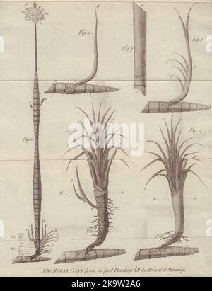 Der Zuckerrohr von der ersten Pflanzung bis zur Ankunft bis zur Reife. Essen 1779 Stockfoto