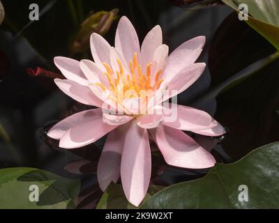 Rosa Seerose mit gelben Stempeln in der Mitte, lateinischer Name Nymphaea Stockfoto