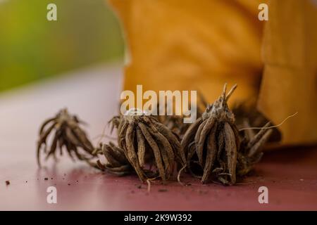Trockene, schlafende Ranunculus-Blütenkralle wie Korme. Ranunculus asiaticus oder persischer Butterblume. Stockfoto
