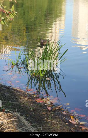 Die grasige Wildnis wächst entlang der Küste des lokalen Teiches Stockfoto