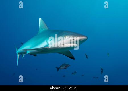 Grauer Riffhai (Carcharhinus amblyrhynchos), Schwimmen im Blau, Great Barrier Reef, UNESCO, Weltkulturerbe, Queensland, Cairns, Australien Stockfoto