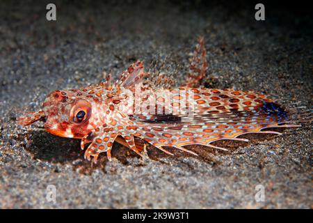 Orientalische Fluggurnard (Dactyloptena orientalis) auf sandigen Boden, Pazifik, Great Barrier Reef, UNESCO-Weltkulturerbe, Australien Stockfoto