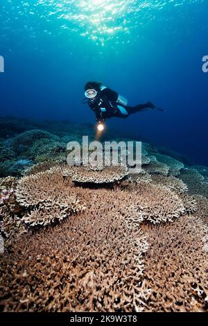 Taucher mit Licht auf Riffspitze dicht bedeckt mit Acropora Steinkorallen Tafelkoralle (Acropora sp.), Pazifischer Ozean, Great Barrier Reef, UNESCO Stockfoto