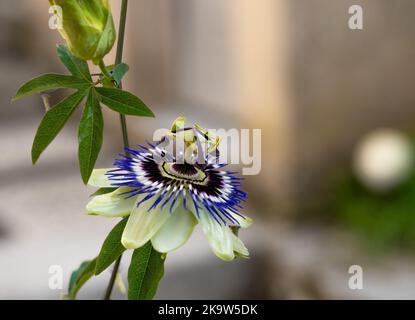 Detaillierte Nahaufnahme der Passiflora Blue Bouquet Passionsblume in der Sommerblüte Stockfoto