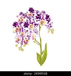 Zweige Orchidee Phalaenopsis lila Blüten und Blätter tropischen Pflanzen Stamm und Knospen auf einem weißen Hintergrund vintage Vektor botanische Illustration für Stock Vektor