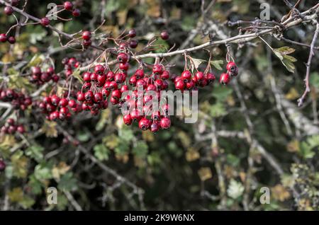 Rote Beeren eines wilden Weißdorns (Crataegus monogyna) im Herbst, Wiltshire UK Stockfoto