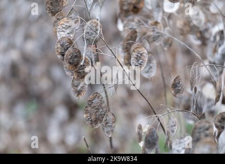Silbrig getrocknete Samenkapseln der Lunaria Annua Pflanze, genannt Ehrlichkeit oder jährliche Ehrlichkeit. Fotografiert im Spätherbst in Wisley, Surrey UK. Stockfoto
