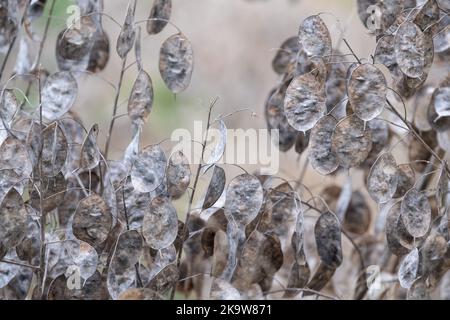 Silbrig getrocknete Samenkapseln der Lunaria Annua Pflanze, genannt Ehrlichkeit oder jährliche Ehrlichkeit. Fotografiert im Spätherbst in Wisley, Surrey UK. Stockfoto